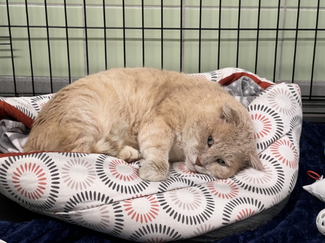 Prosper - Chat Européen à adopter
