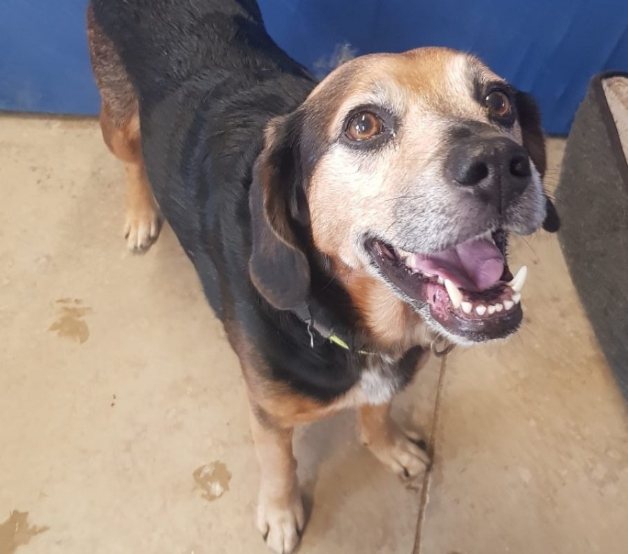 Begua - Chien Beagle à adopter