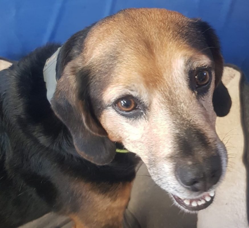Begua - Chien Beagle à adopter - photo 2