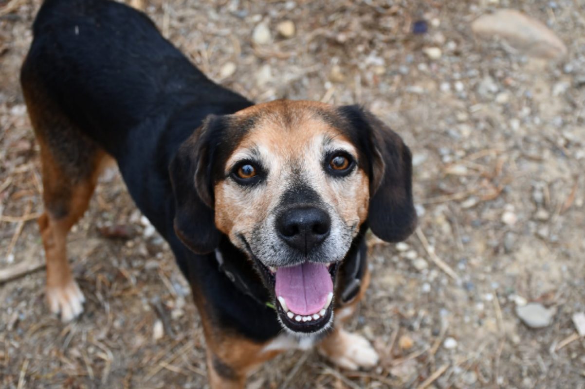 Begua - Chien Beagle à adopter
