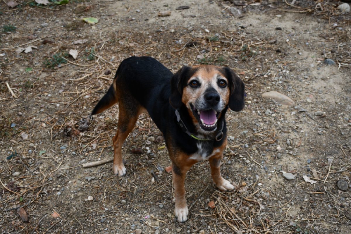 Begua - Chien Beagle à adopter - photo 2