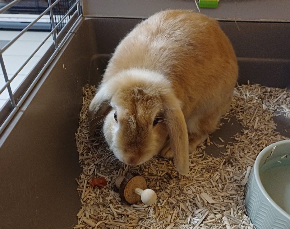 Cannelle - Rongeur Lapin à adopter