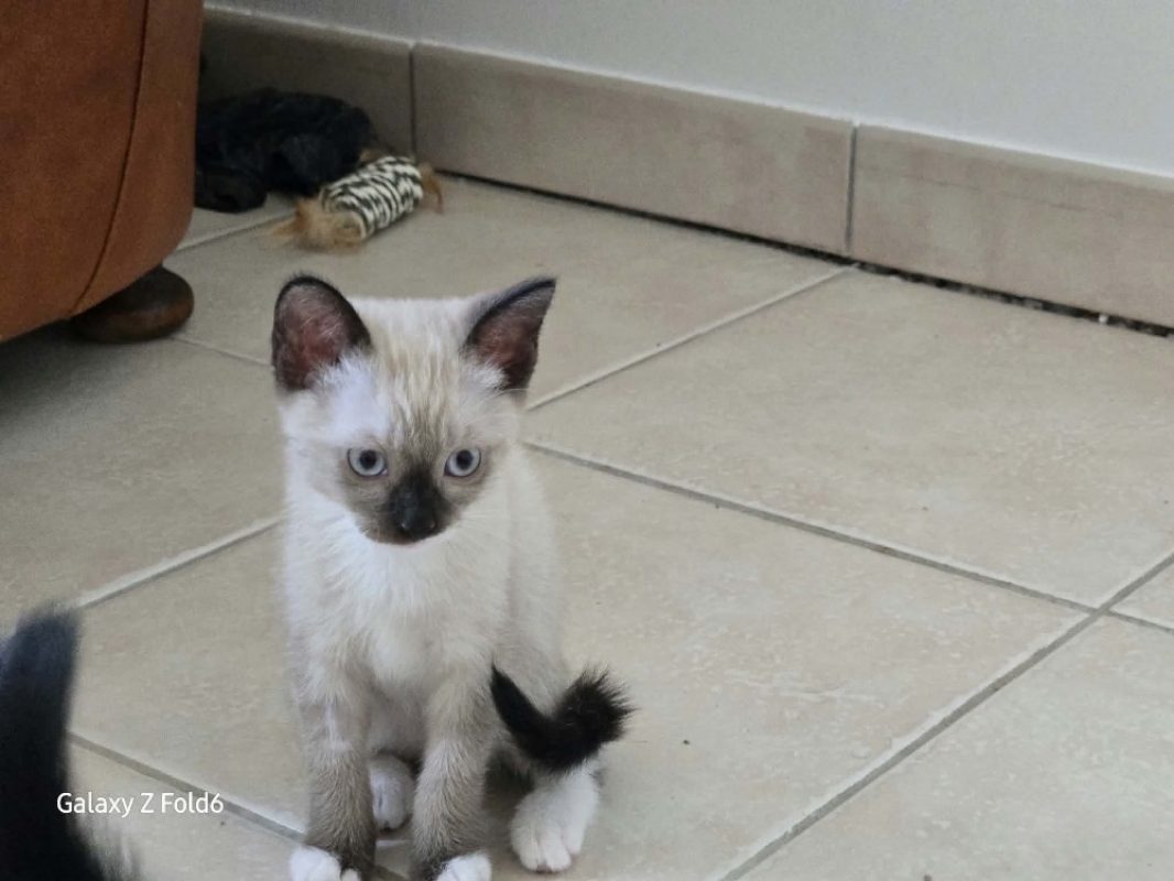 Evangelyne - Chat Européen à adopter