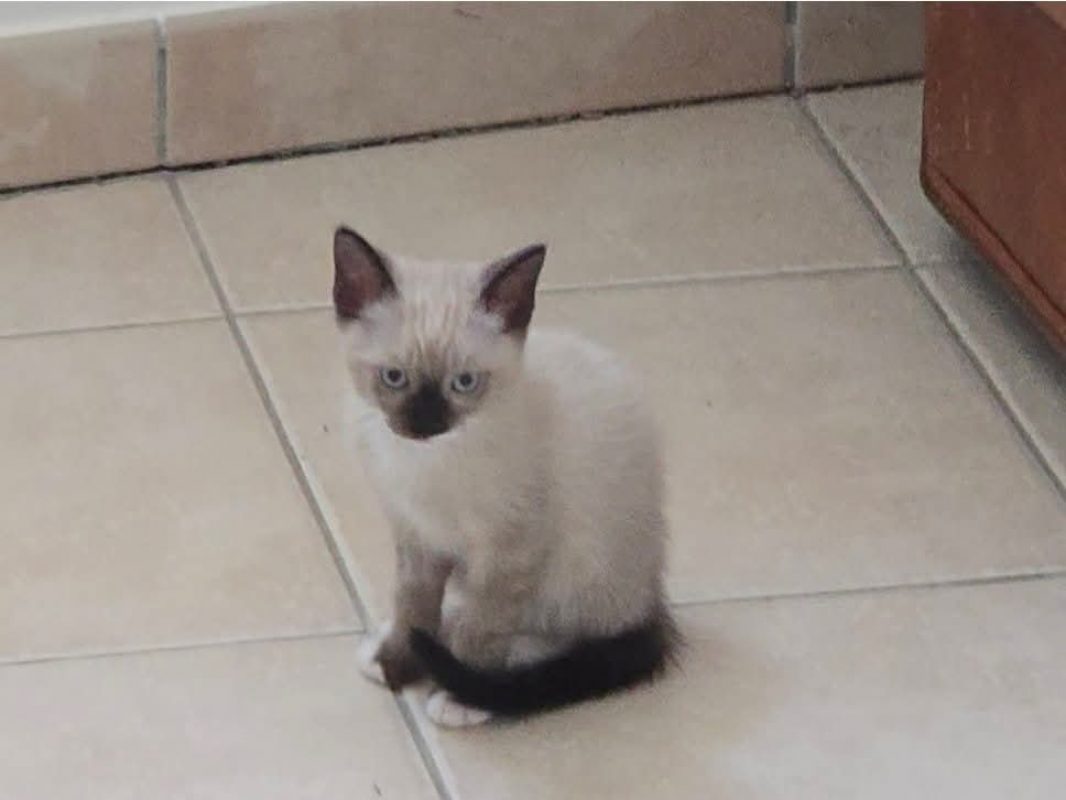 Evangelyne - Chat Européen à adopter - photo 2