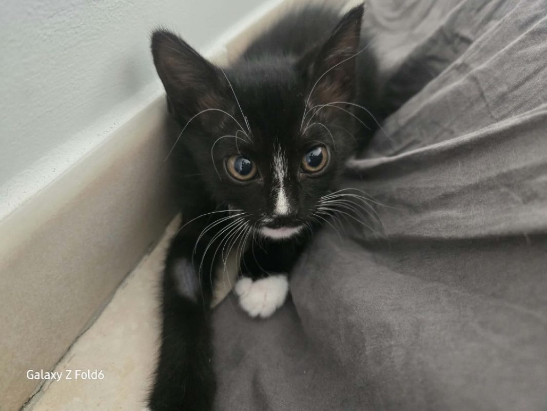 Amelia - Chat Européen à adopter