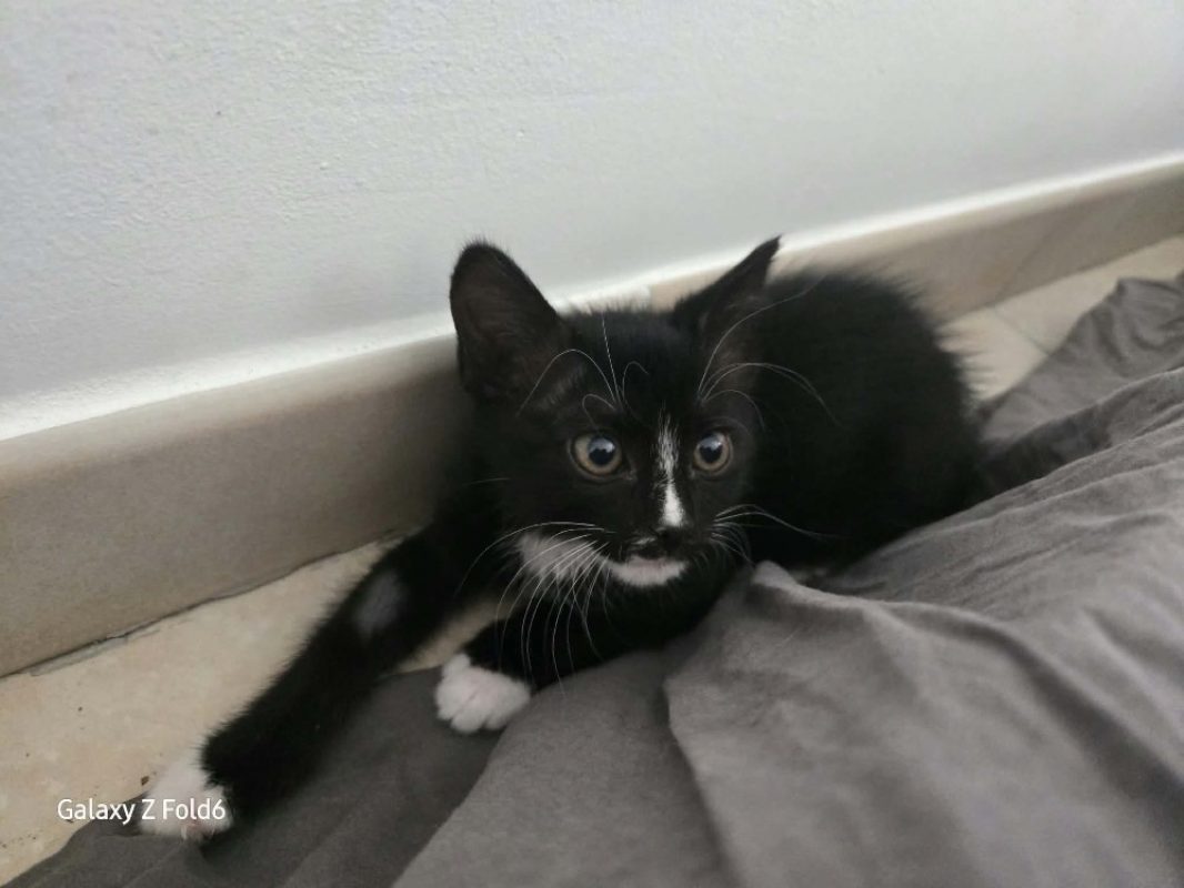 Amelia - Chat Européen à adopter - photo 2