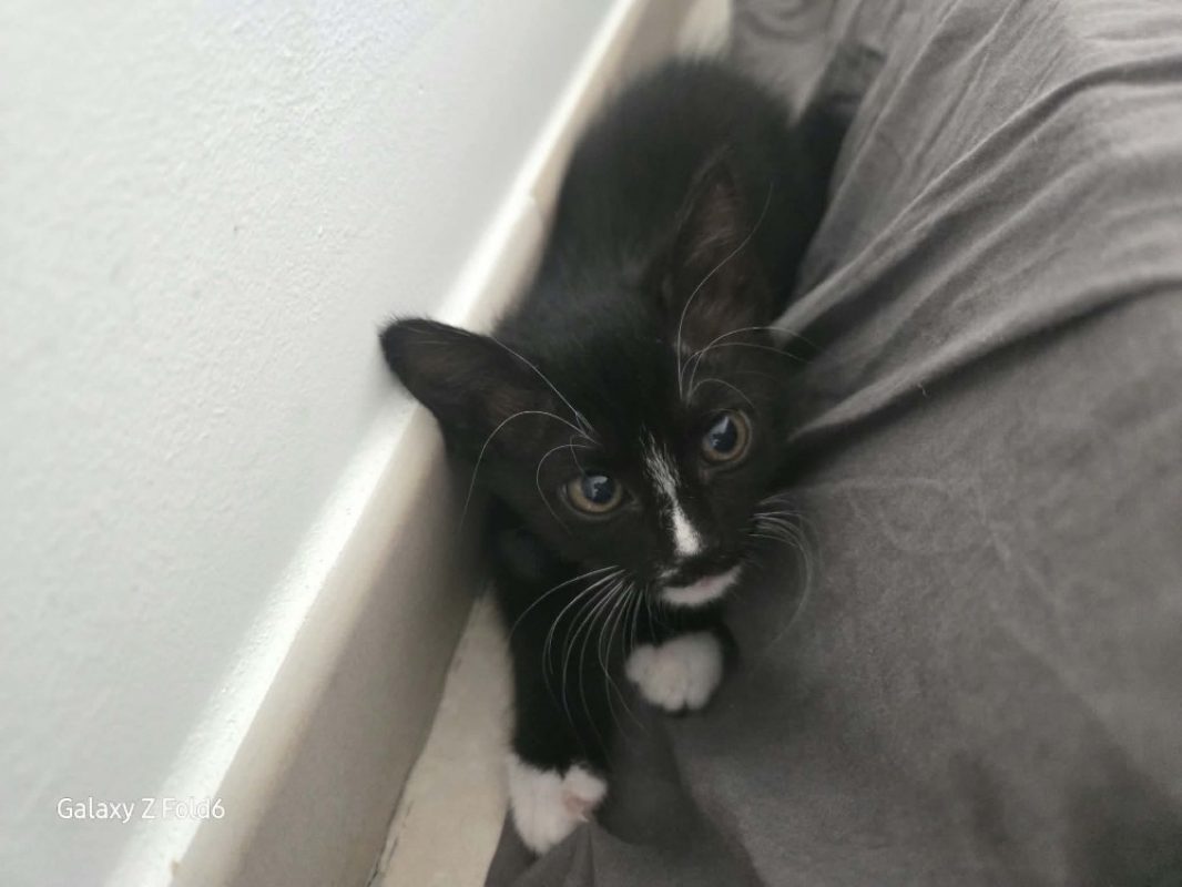 Amelia - Chat Européen à adopter - photo 3