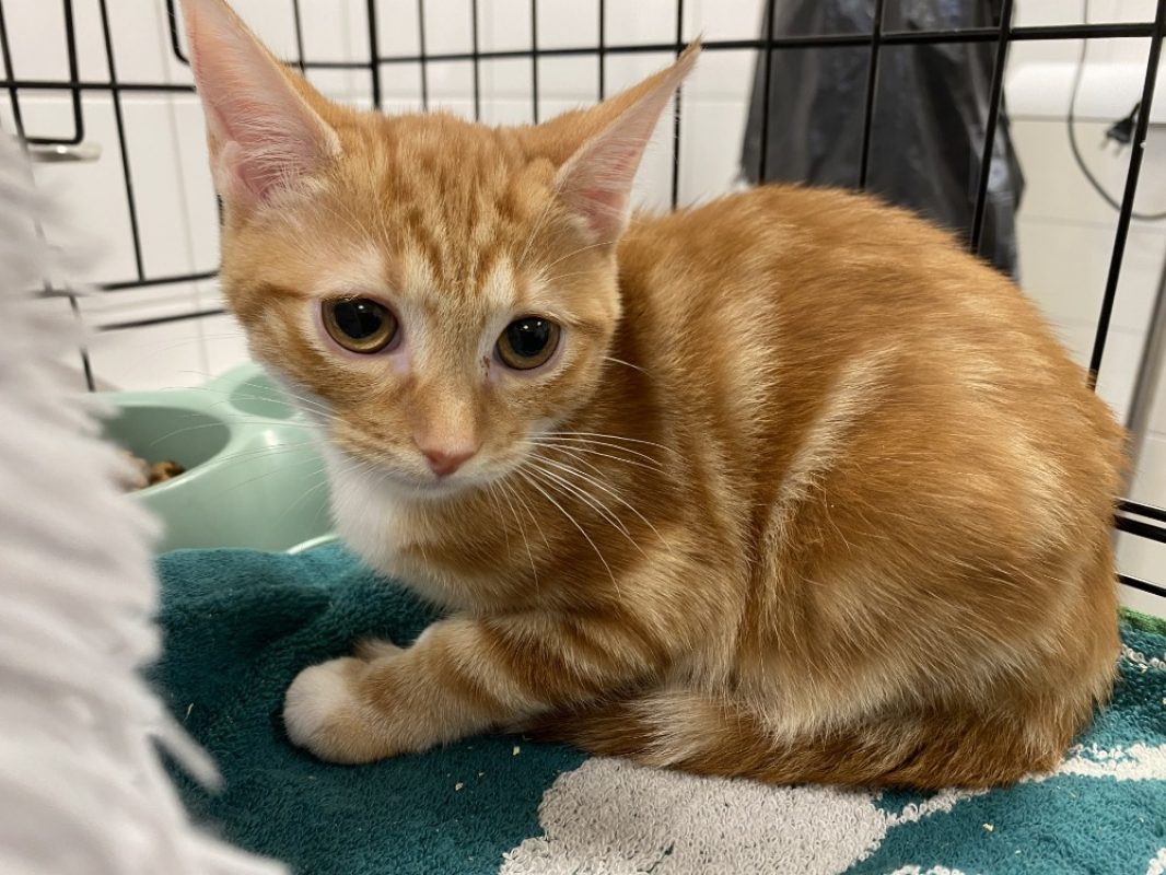 Bouledogre - Chat Européen à adopter