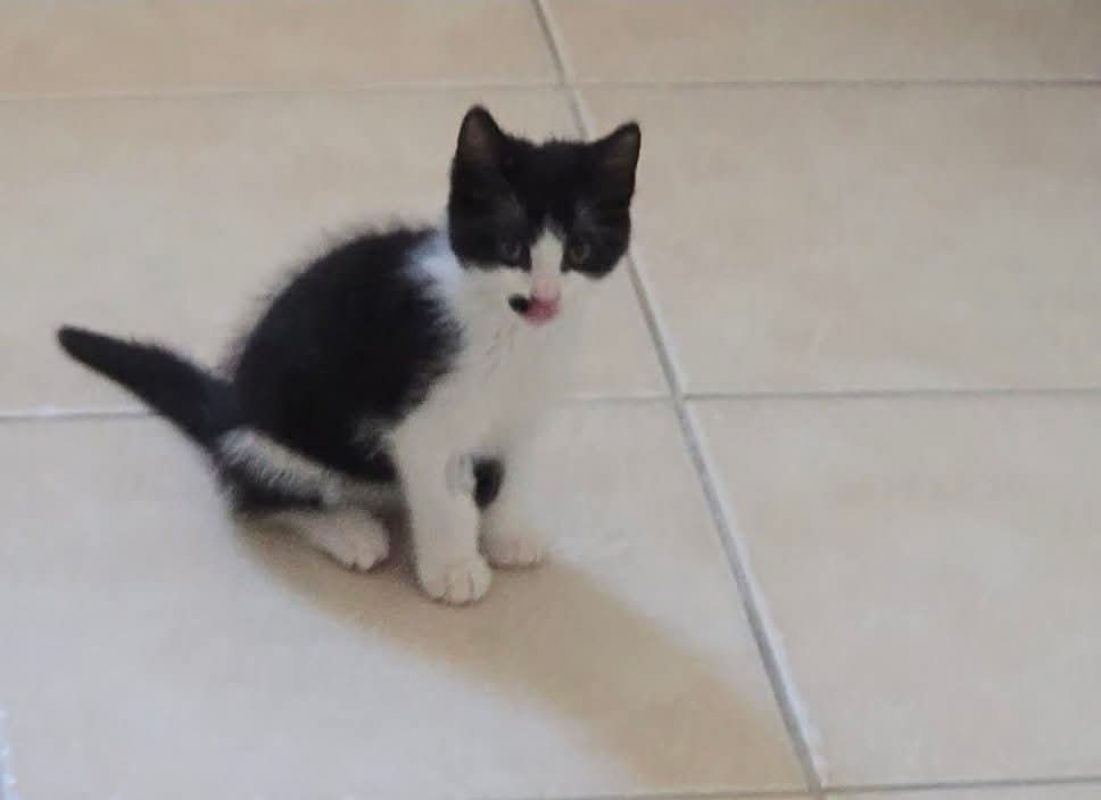 Goultard - Chat Européen à adopter