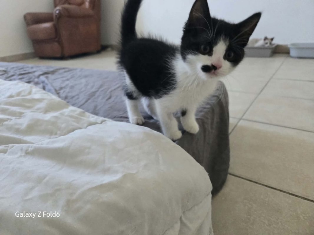 Goultard - Chat Européen à adopter - photo 2
