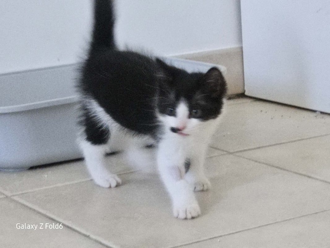 Goultard - Chat Européen à adopter - photo 3
