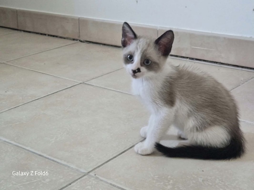 Tristepin - Chat Européen à adopter