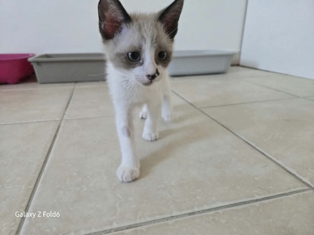 Tristepin - Chat Européen à adopter - photo 2