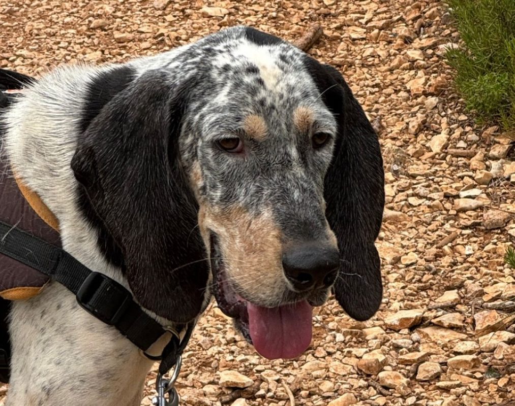 Maugrey - Chien Grand Gascon saintongeois à adopter