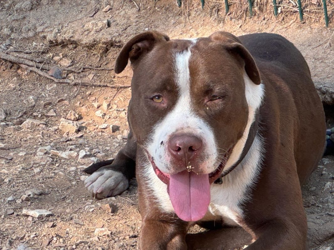Hank - Chien Bouledogue Américain à adopter