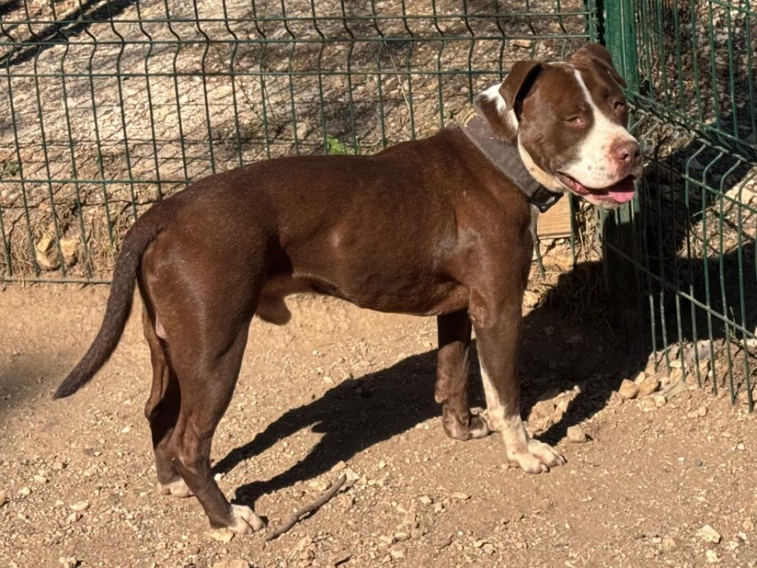Hank - Chien Bouledogue Américain à adopter - photo 2