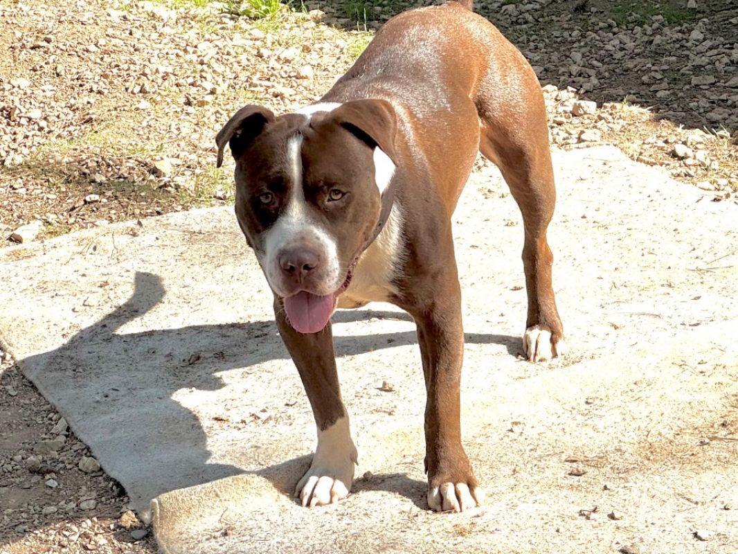 Hank - Chien Bouledogue Américain à adopter - photo 3
