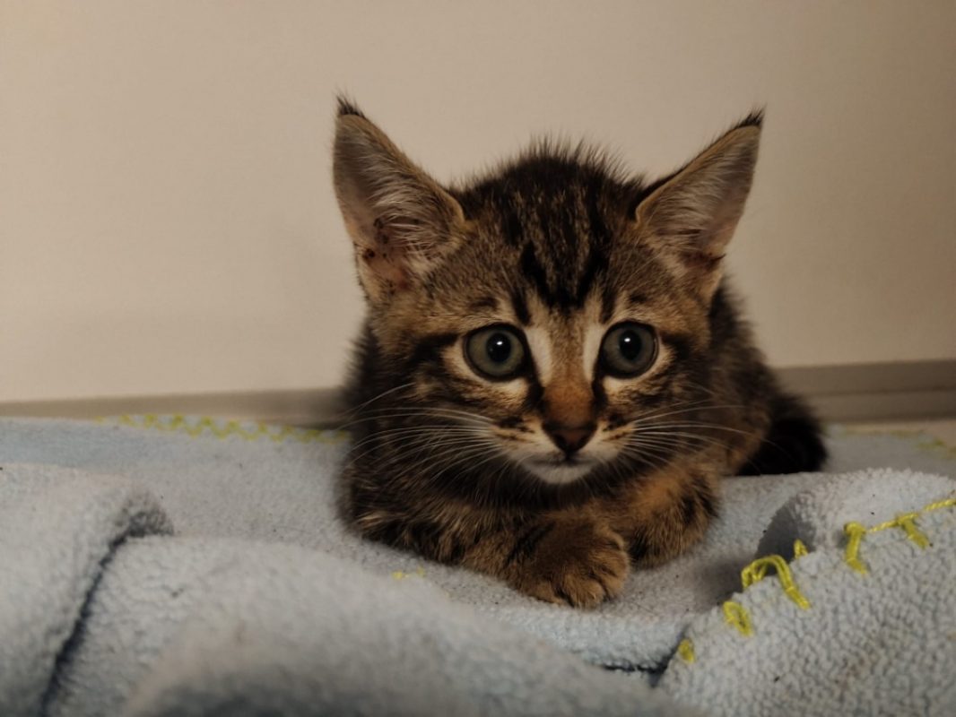 Yzma - Chat Européen à adopter