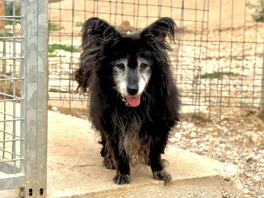 Balerion - Chien à adopter