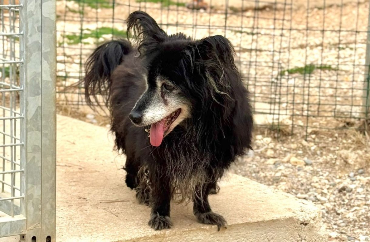 Balerion - Chien à adopter - photo 3