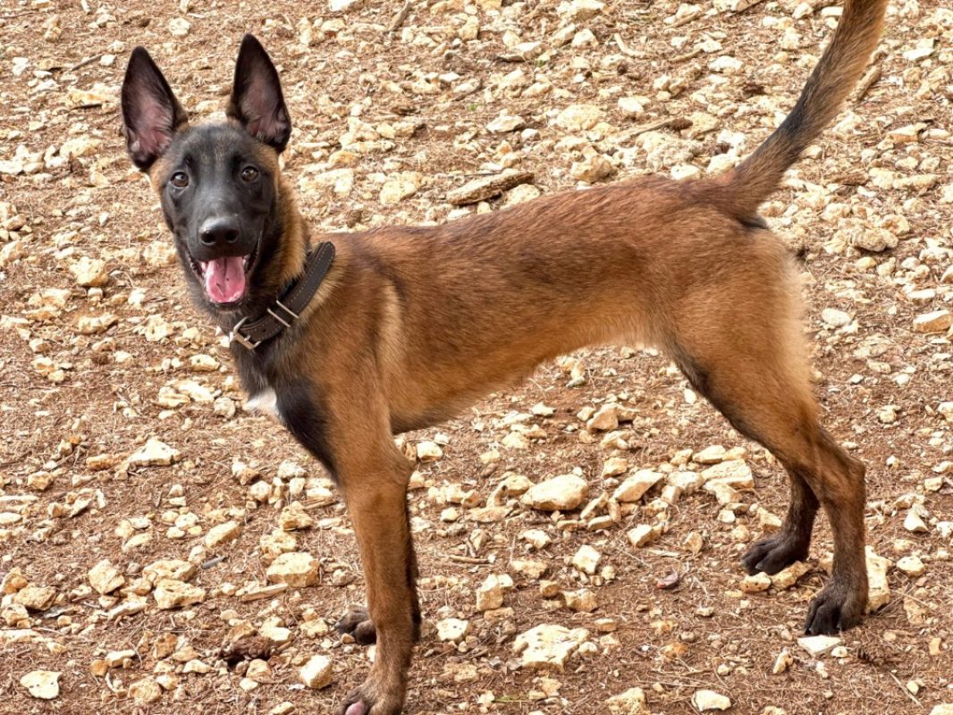 Croquelet - Chien Berger Belge Malinois à adopter