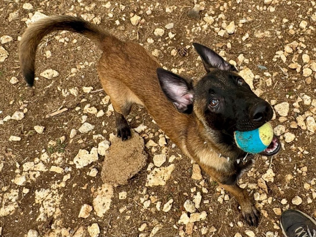 Croquelet - Chien Berger Belge Malinois à adopter - photo 2