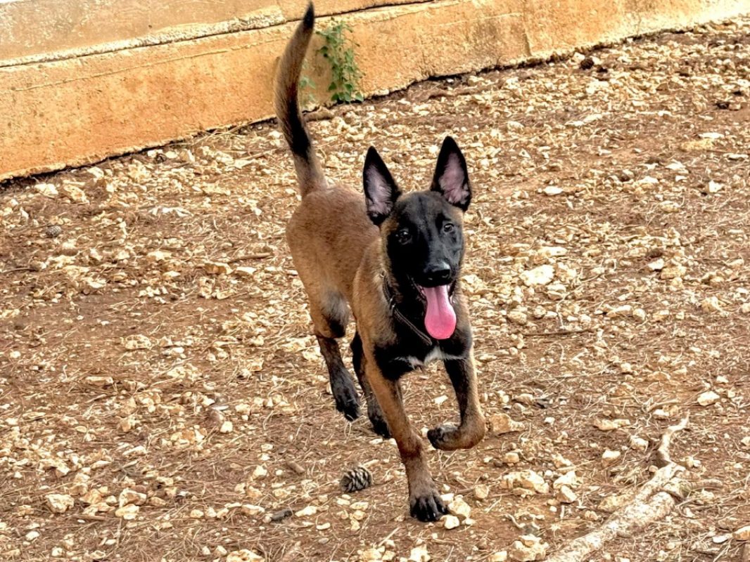 Croquelet - Chien Berger Belge Malinois à adopter - photo 3
