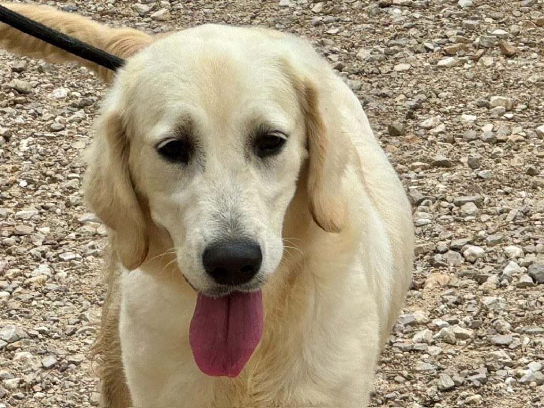 Brigitte - Chien à adopter