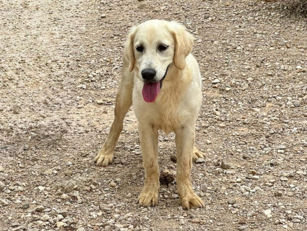 Brigitte - Chien à adopter - photo 2