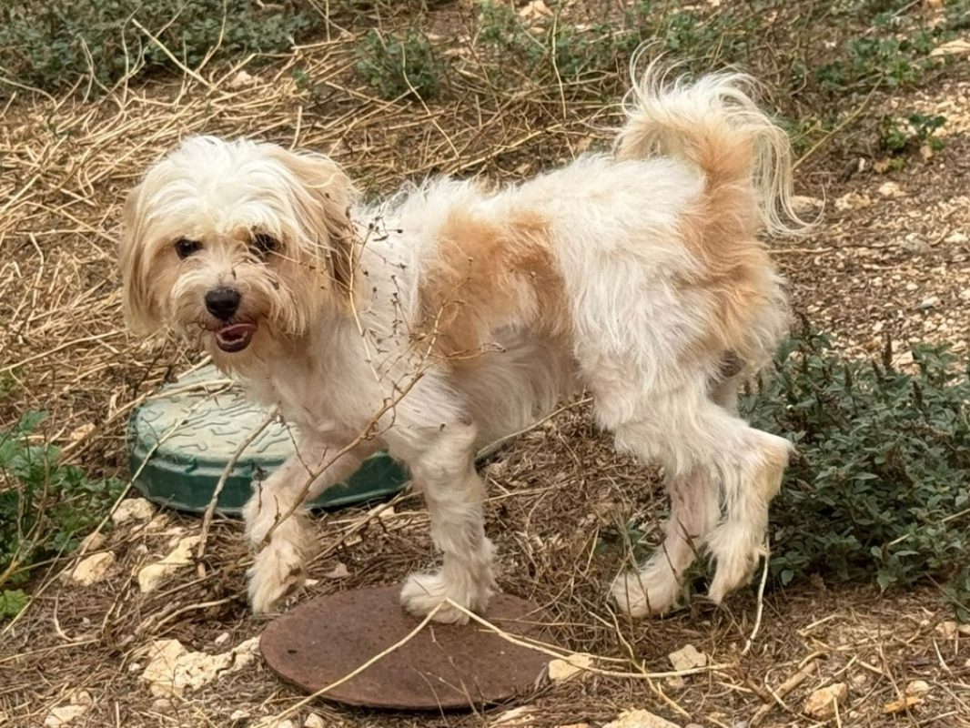 Kaiju - Chien Bichon à poil frisé à adopter - photo 2