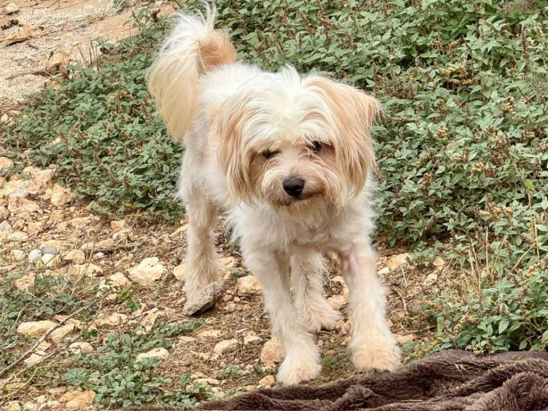Kaiju - Chien Bichon à poil frisé à adopter - photo 3