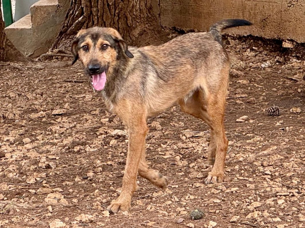 Makto - Chien Grand Griffon Vendéen à adopter