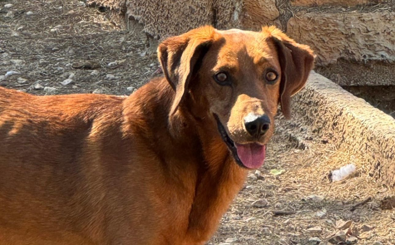 Speculoos - Chien Berger à adopter