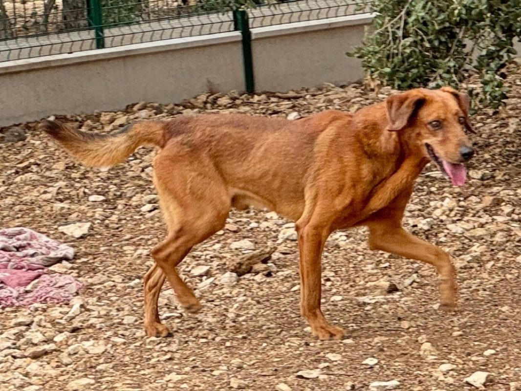 Speculoos - Chien Berger à adopter - photo 2