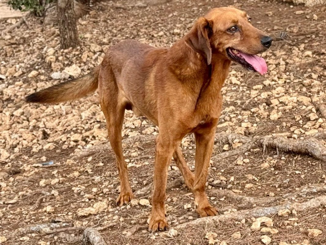 Speculoos - Chien Berger à adopter - photo 3
