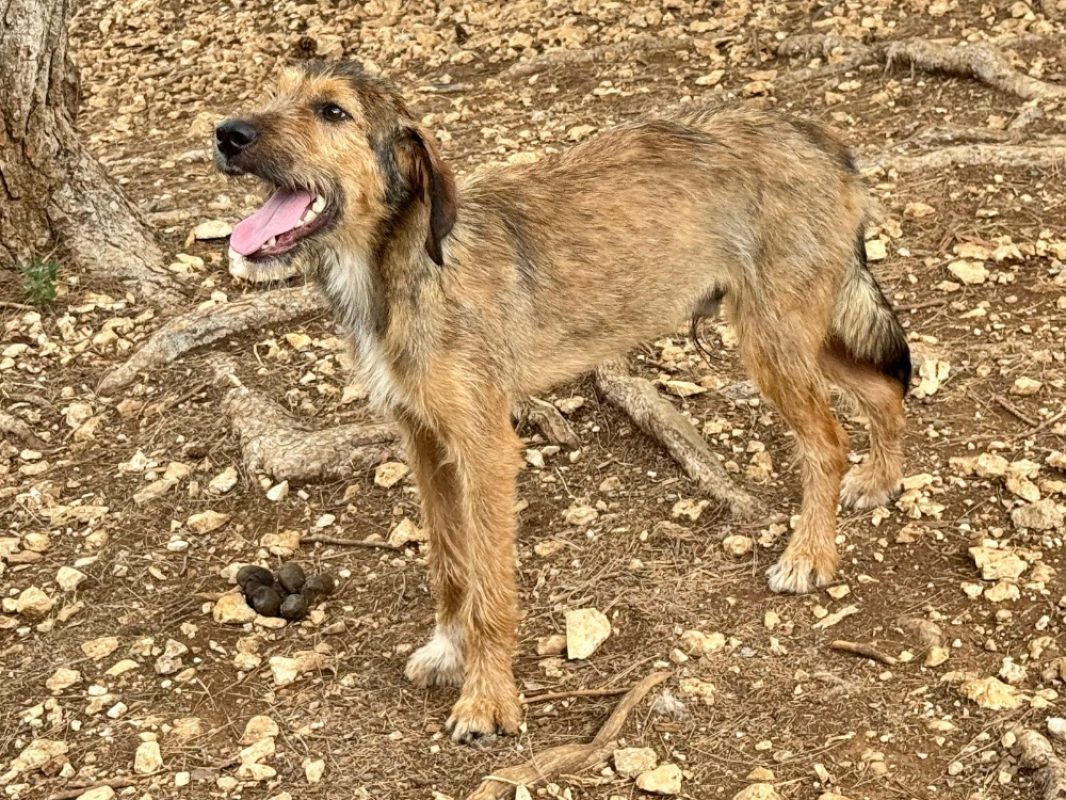 Toruk - Chien Grand Griffon Vendéen à adopter