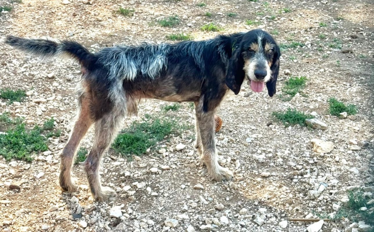 Foloeil - Chien Griffon bleu de Gascogne à adopter - photo 2