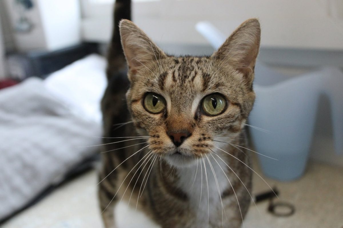 Louboutin - Chat Européen à adopter - photo 2