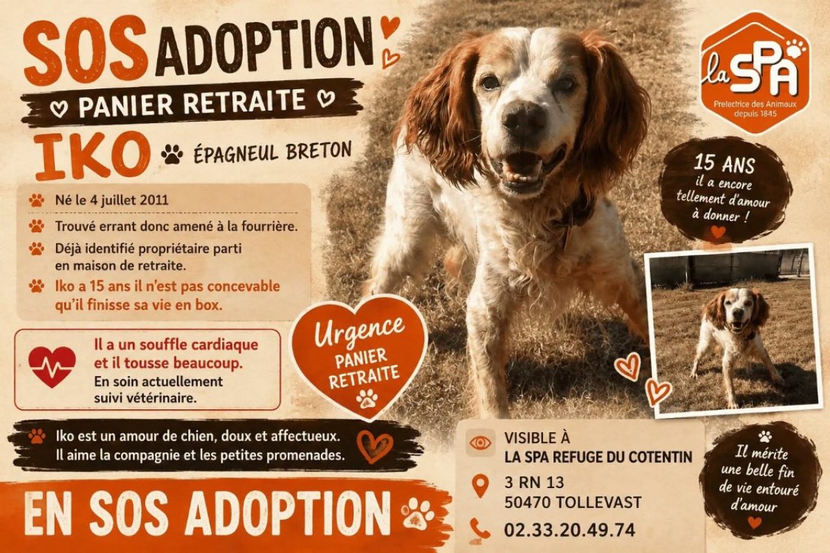 Iko - Chien Epagneul Breton à adopter