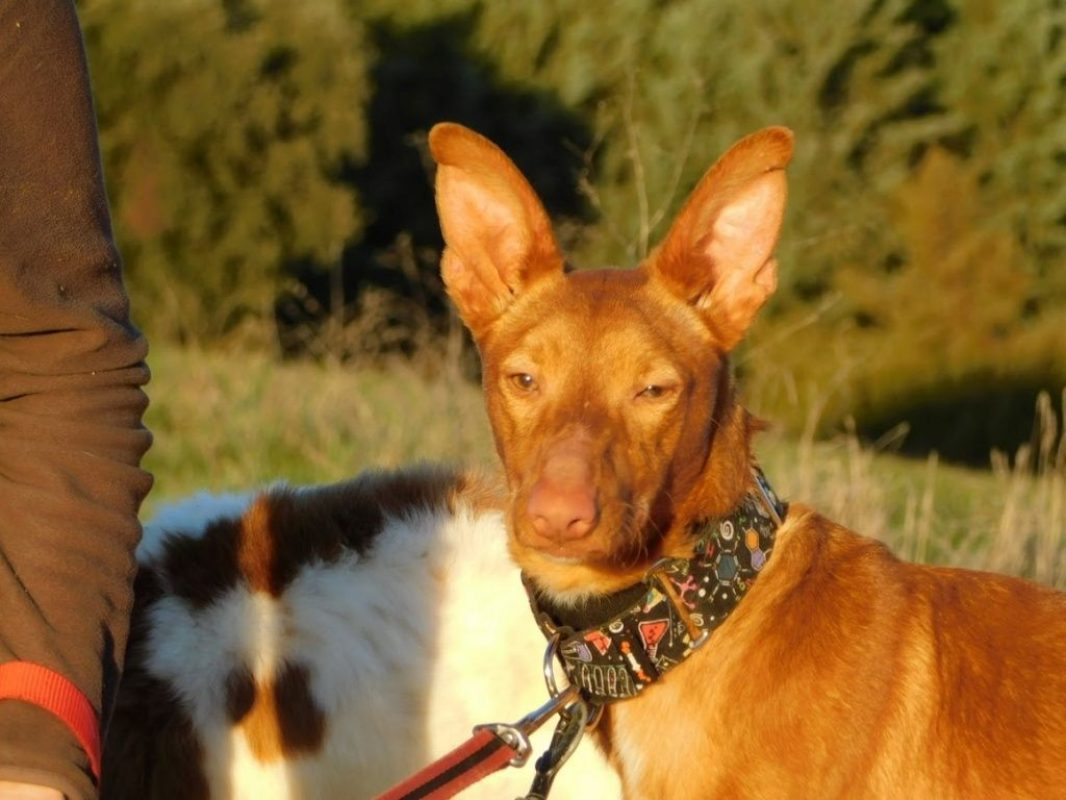 DUVET - Chien Podengo portugais à adopter