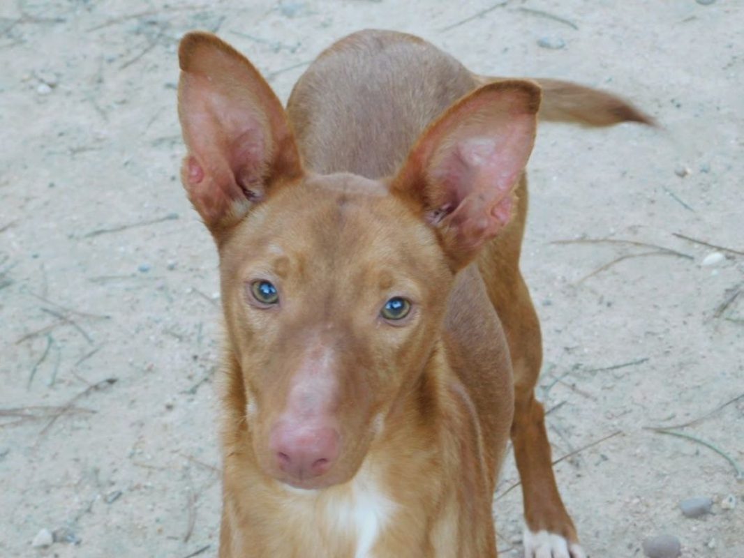 DUVET - Chien Podengo portugais à adopter - photo 5