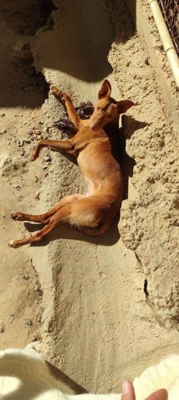 DUVET - Chien Podengo portugais à adopter - photo 2