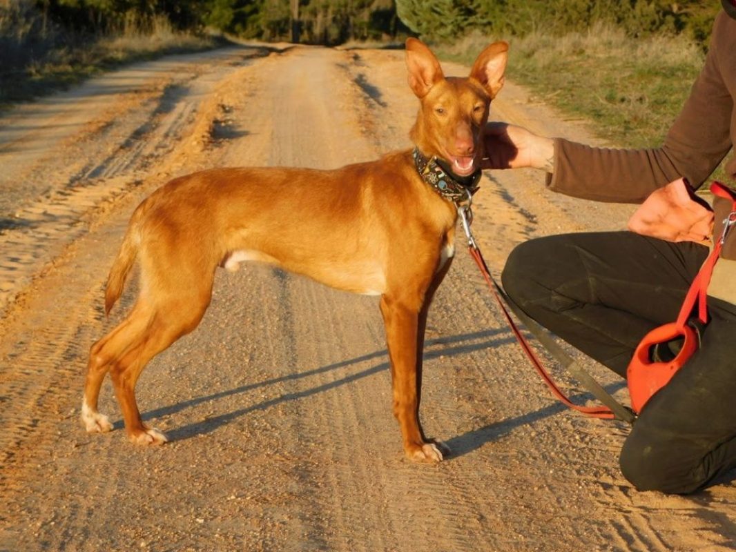 DUVET - Chien Podengo portugais à adopter - photo 3