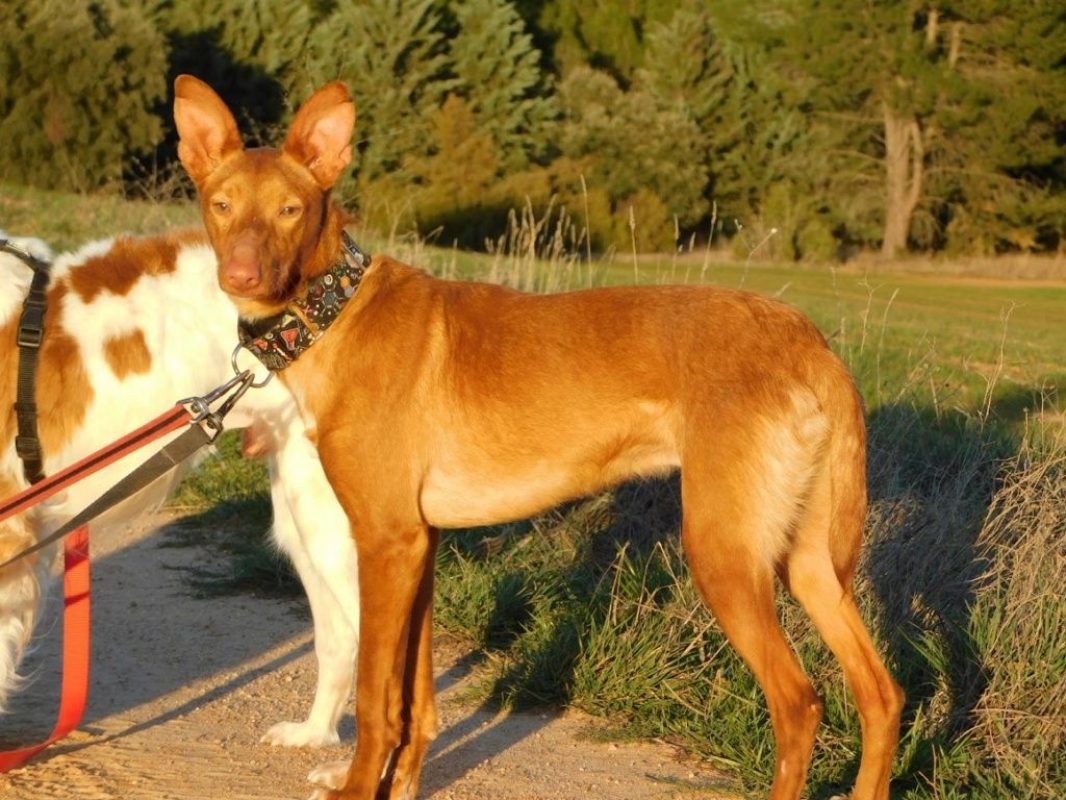 DUVET - Chien Podengo portugais à adopter - photo 6