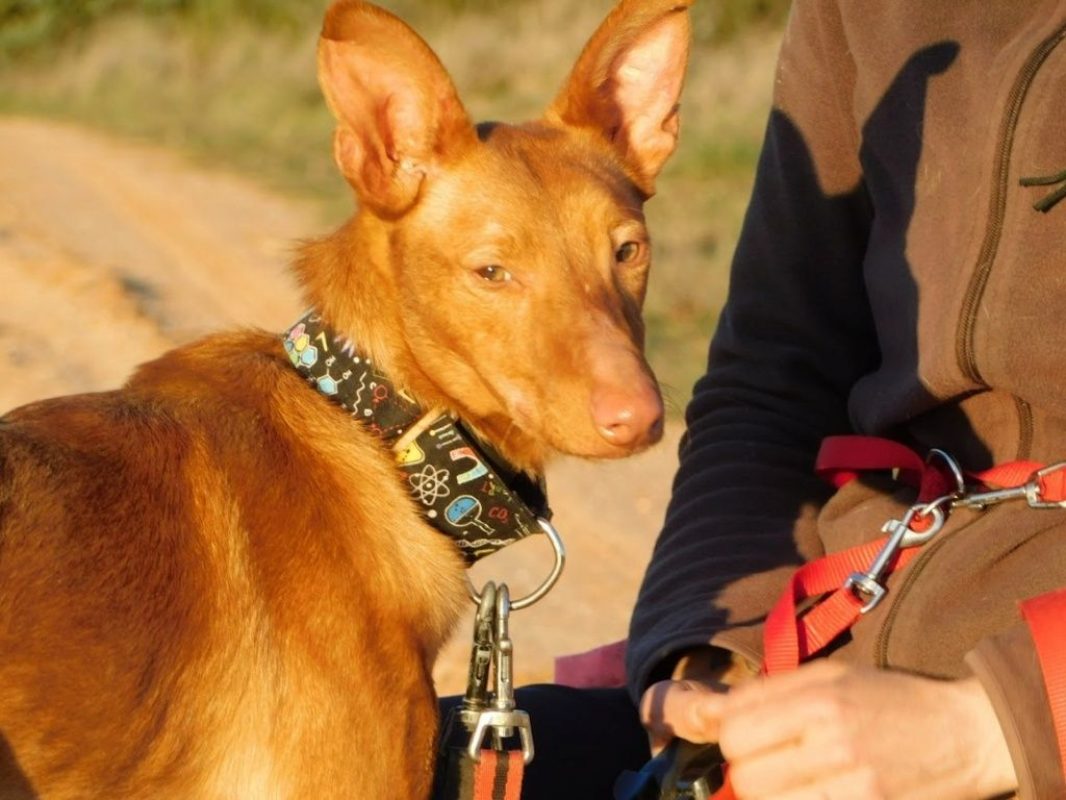 DUVET - Chien Podengo portugais à adopter - photo 4