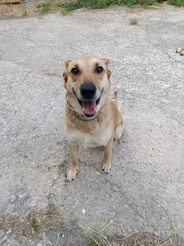 MIA - Chien à adopter - photo 2