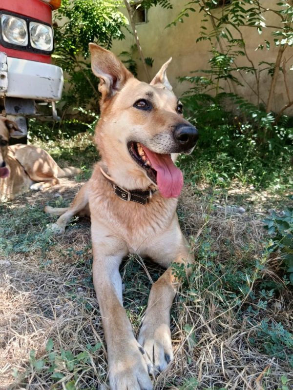 MIA - Chien à adopter - photo 3