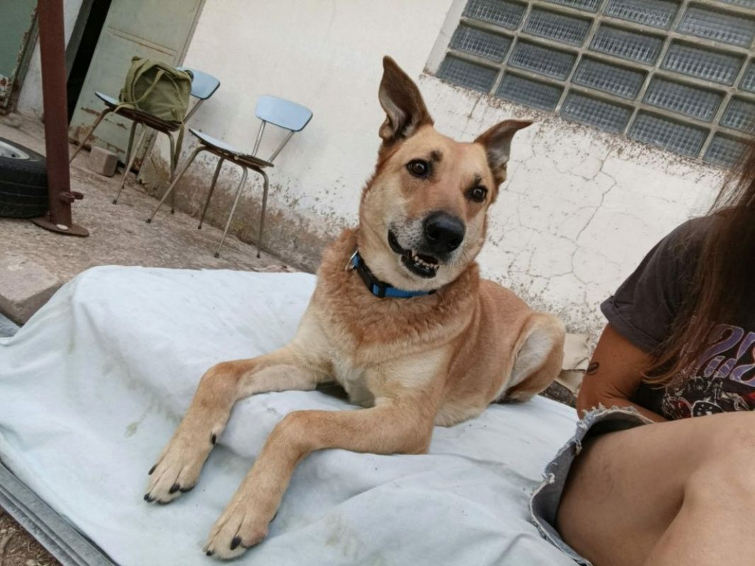 MIA - Chien à adopter