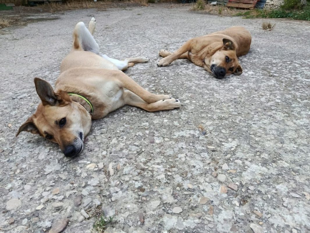 MIA - Chien à adopter - photo 6