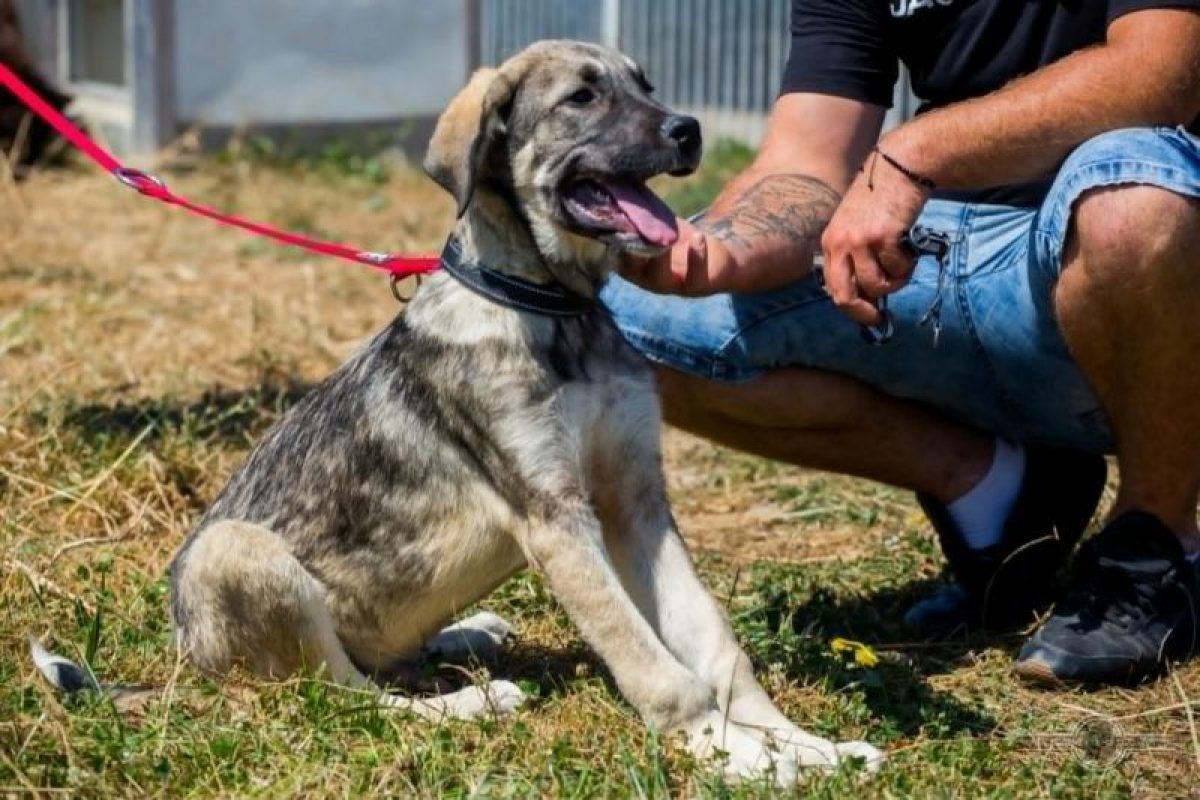 benji - Chien à adopter - photo 3